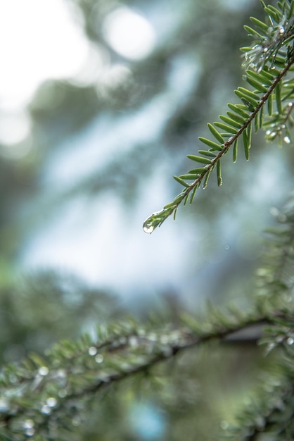 close-up of water drop on plant