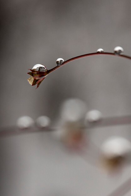 Foto close-up di una goccia d'acqua su un ramoscello