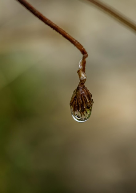 Photo close-up of water drop on twig