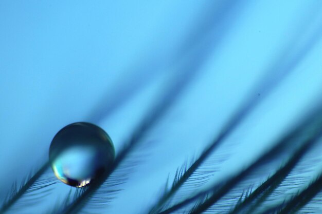 Close-up of water drop