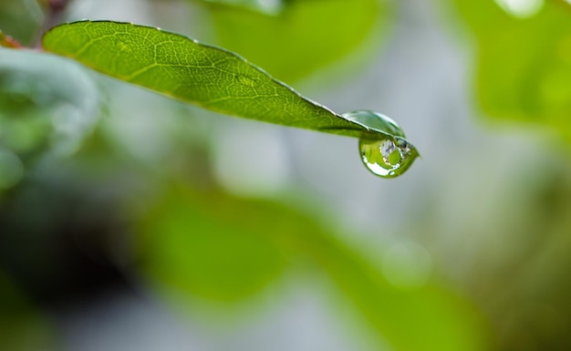 Foto prossimo piano di una goccia d'acqua sulla foglia