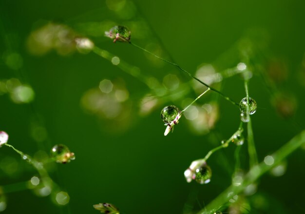 植物の水滴のクローズ アップ