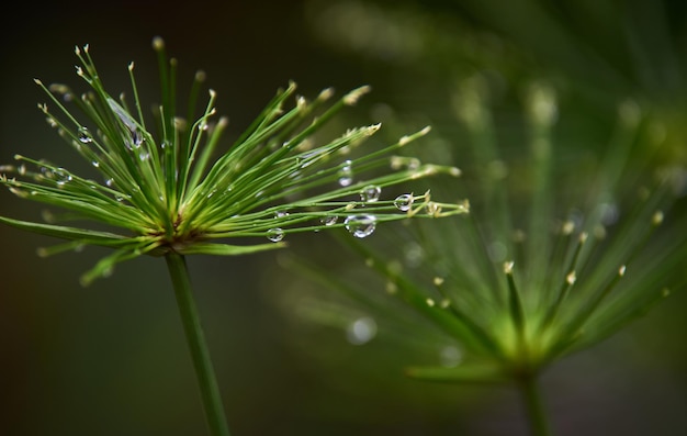 A close up of water droplets on a plant