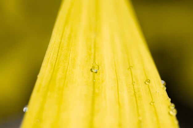 Foto close-up di gocce d'acqua sulla superficie gialla