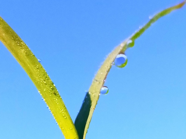 Close-up of water drops against blue sky
