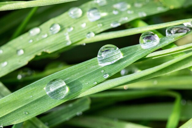 Close-up of water drops on blade of grass