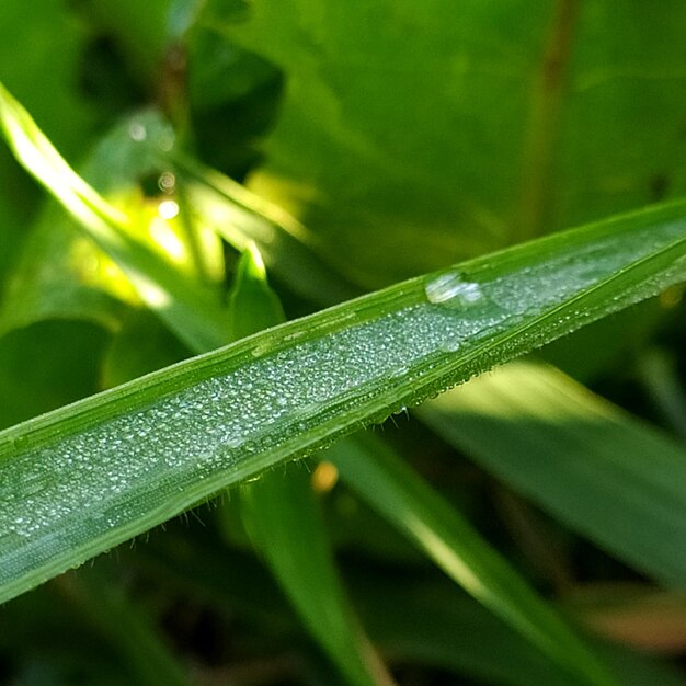 Close-up of water drops on blade of grass