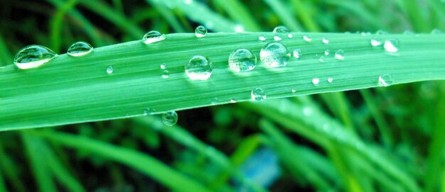 Close-up of water drops on blade of grass