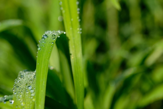 Close-up of water drops on blade of grass