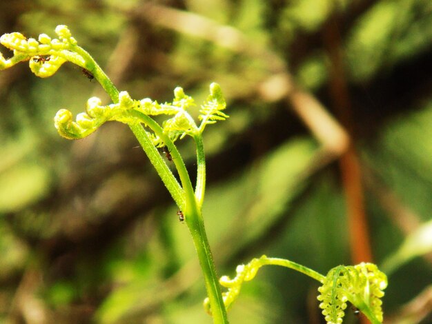 Photo close-up of water drops on flower