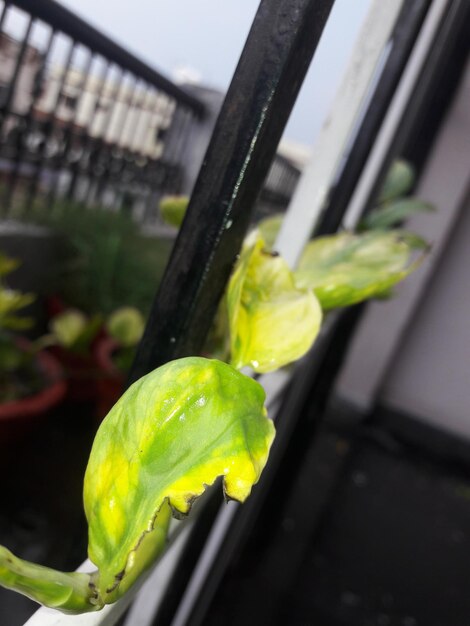 Close-up of water drops on flower