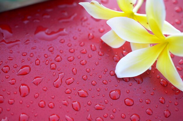 Close-up of water drops on flower