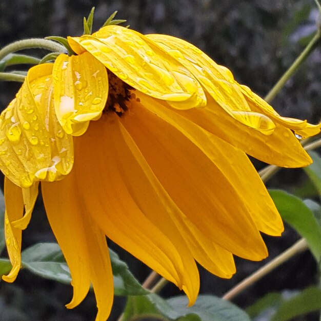 Close-up of water drops on flower