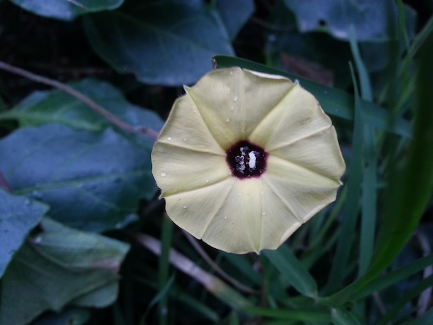 Foto prossimo piano delle gocce d'acqua sul fiore