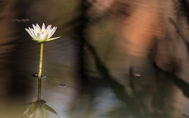 Prossimo piano delle gocce d'acqua sul fiore