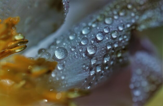 Close-up of water drops on flower