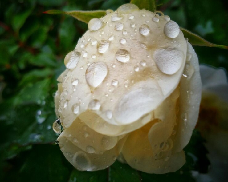 Photo close-up of water drops on flower