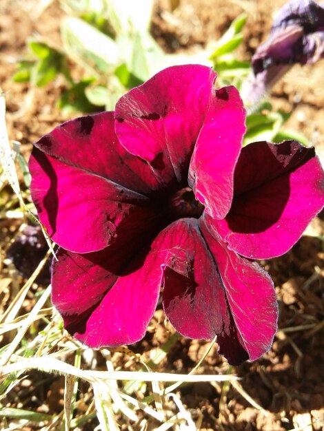 Close-up of water drops on flower