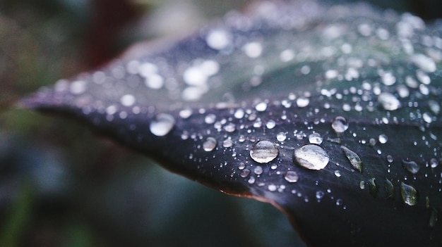 Photo close-up of water drops on flower