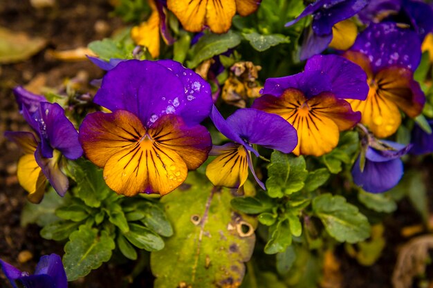 Photo close-up of water drops on flower