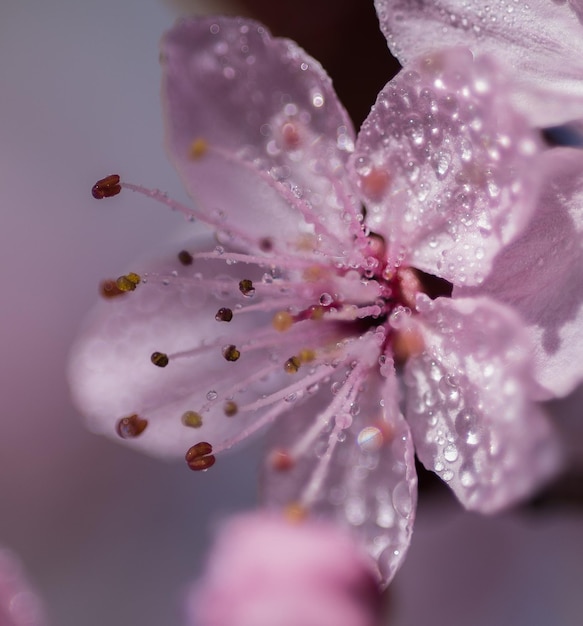 Foto prossimo piano delle gocce d'acqua sul fiore