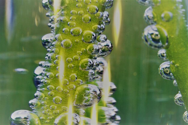 Photo close-up of water drops on flower