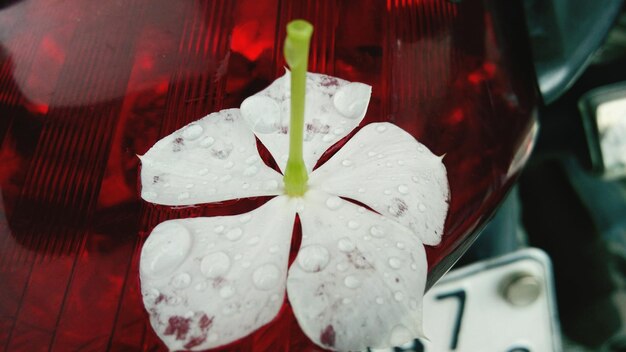 Close-up of water drops on flower