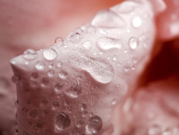 Photo close-up of water drops on flower