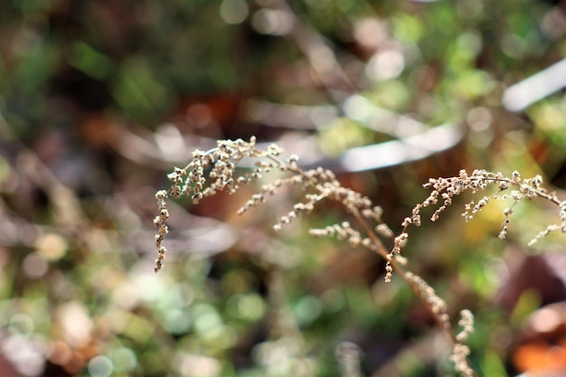 close-up of water drops on flowering plant