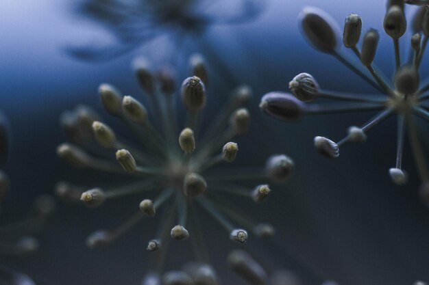 Close-up of water drops on flowering plant