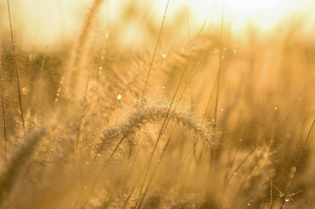 Close-up Water drops on flowers grass and sunrise background in morning