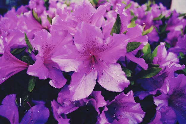 Close-up of water drops on flowers