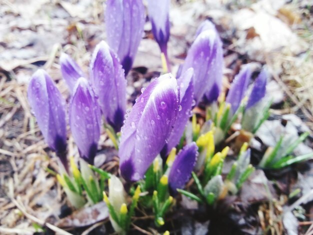 Close-up of water drops on flowers