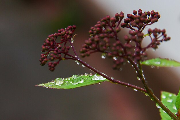 Foto close-up di gocce d'acqua sui fiori