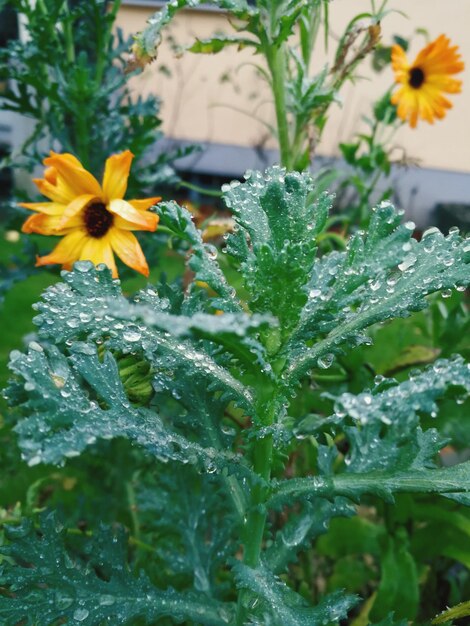 Close-up of water drops on flowers