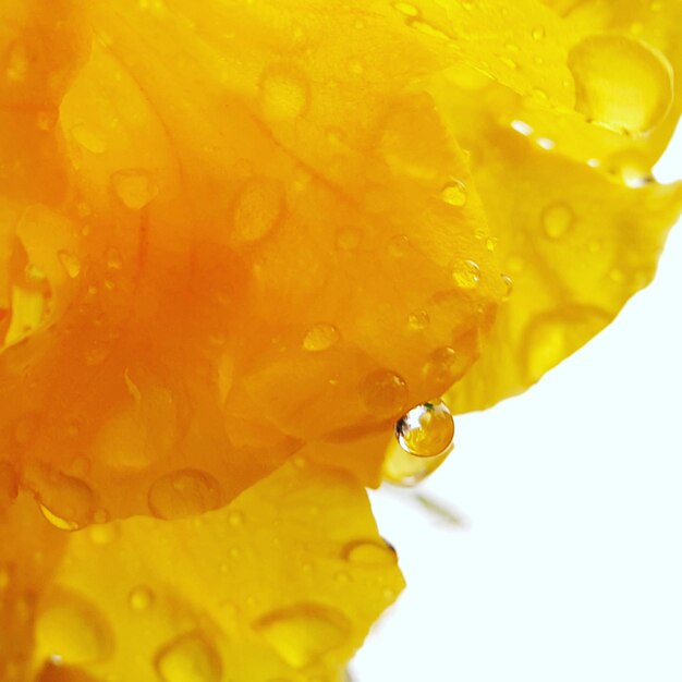 Close-up of water drops on fruit against yellow background