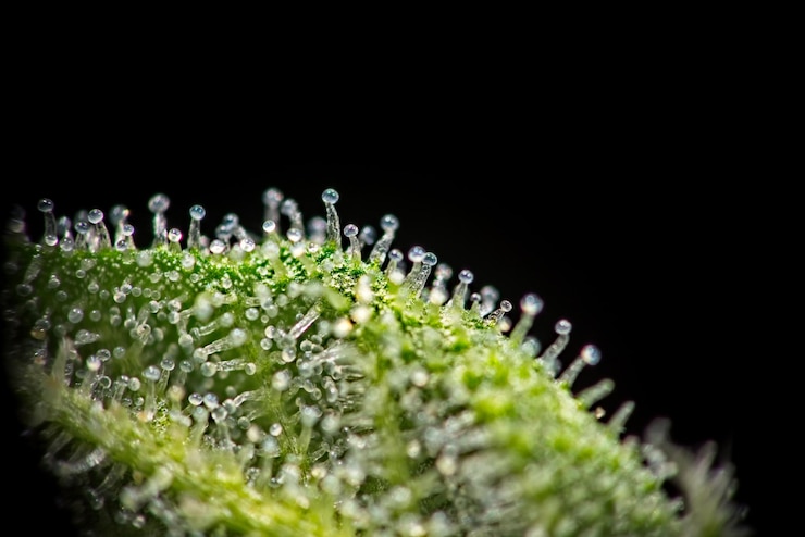 Photo 黒い背景の草の上に落ちる水のクローズアップ