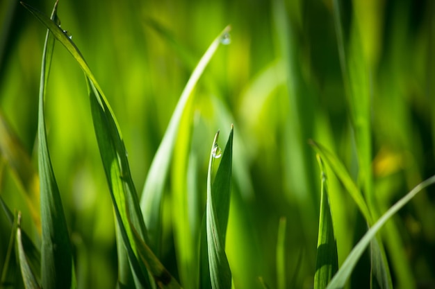 ぼんやりした背景を背景に草の上に落ちる水のクローズアップ