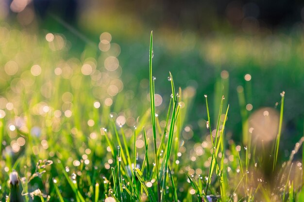 Photo close-up of water drops on grass