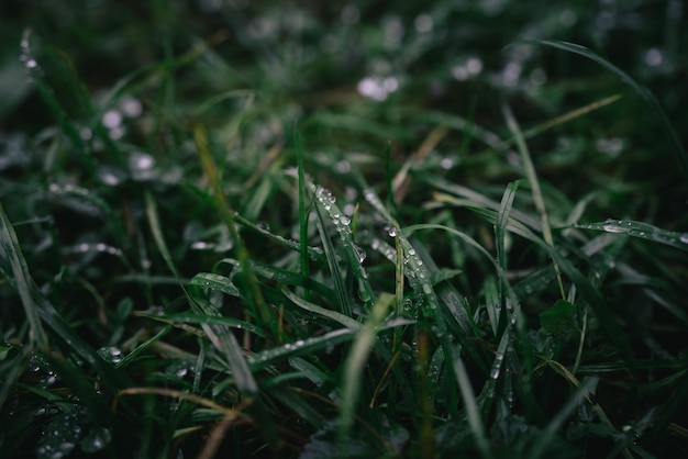 Foto close-up di gocce d'acqua sull'erba