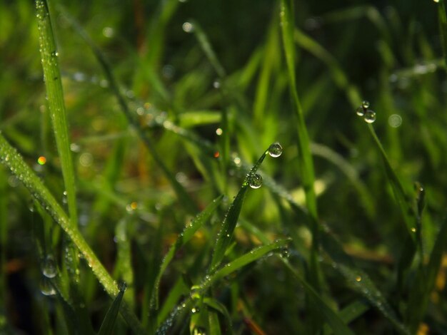 Close-up of water drops on grass