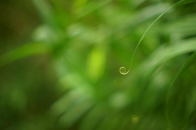 Close-up of water drops on grass