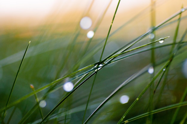 Photo close-up of water drops on grass