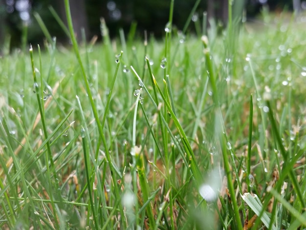 Foto close-up di gocce d'acqua sull'erba