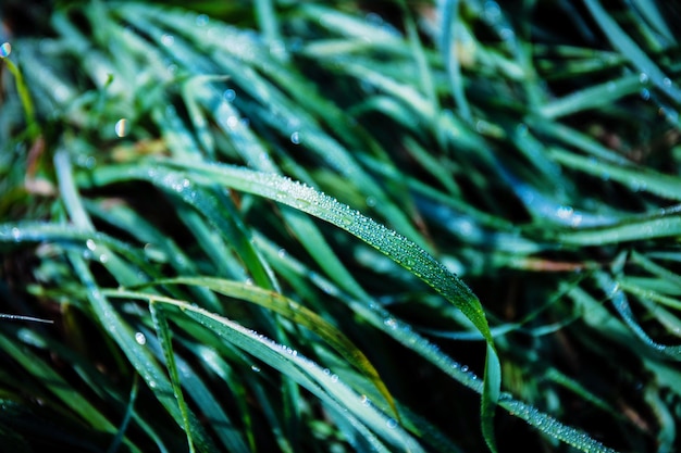 Close-up of water drops on grass