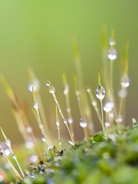 Foto close-up di gocce d'acqua sull'erba