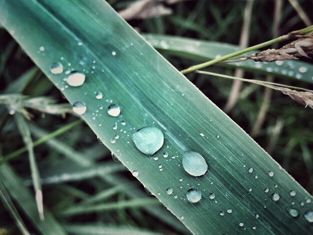 Close-up of water drops on grass