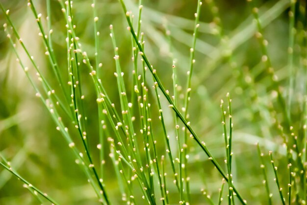 Foto close-up di gocce d'acqua sull'erba