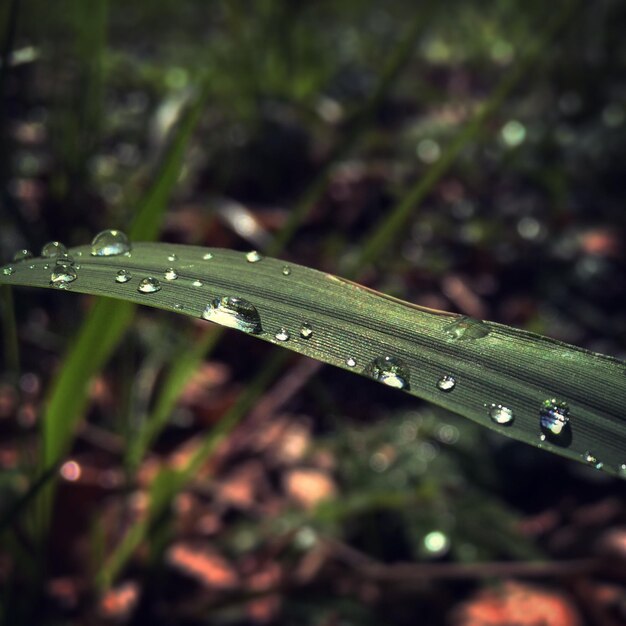 Foto close-up di gocce d'acqua sull'erba