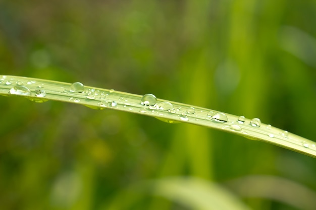 Close up of Water drops on green leaf with nature in rainy season background.